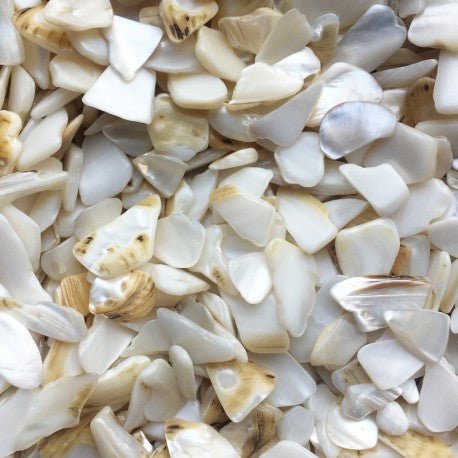 Parelmoer Schelp Polygoon